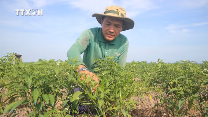 vna_potal_sac_xuan_trong_vung_dan_toc_thieu_so_tai_soc_trang_7219892.jpg