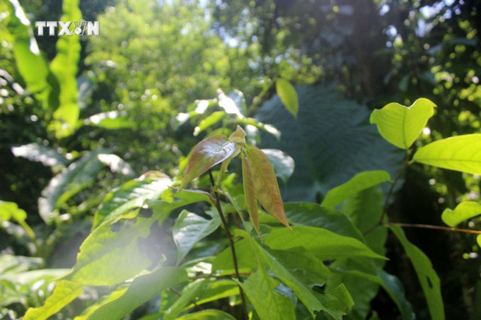Lá cây Trà hoa trái mỏng (Camellia pleurocarpa) tại khu Bảo tồn thiên nhiên Pù Luông. Ảnh: TTXVN phát vna_potal_thanh_hoa_phat_trien_3_loai_thuc_vat_quy_hiem_tai_pu_luong_7483396.jpg