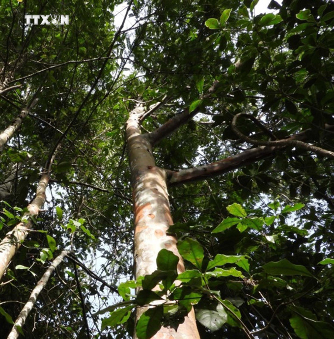 Cây Đỉnh tùng (Cephalotaxus mannii Hook. f.) tại khu Bảo tồn thiên nhiên Pù Luông, tỉnh Thanh Hoá. Ảnh: TTXVN phát vna_potal_thanh_hoa_phat_trien_3_loai_thuc_vat_quy_hiem_tai_pu_luong_7483391.jpg