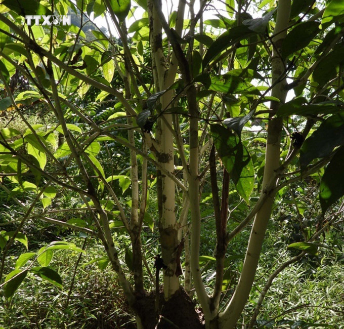 Cây Trà hoa trái mỏng (Camellia pleurocarpa) tại khu Bảo tồn thiên nhiên Pù Luông, tinhr Thanh Hoá. Ảnh: TTXVN phát vna_potal_thanh_hoa_phat_trien_3_loai_thuc_vat_quy_hiem_tai_pu_luong_7483389.jpg