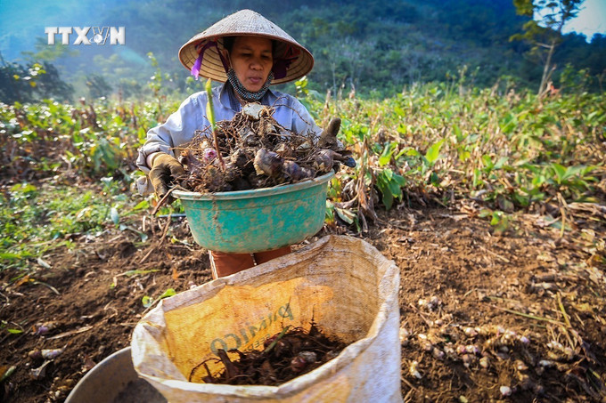 Thu hoạch củ dong riềng trồng tại xóm Sèo, xã Cao Sơn (Đà Bắc, Hòa Bình). Ảnh: Trọng Đạt - TTXVN vna_potal_dong_rieng_cao_son_hoa_binh_vao_mua_thu_hoach_7106567.jpg
