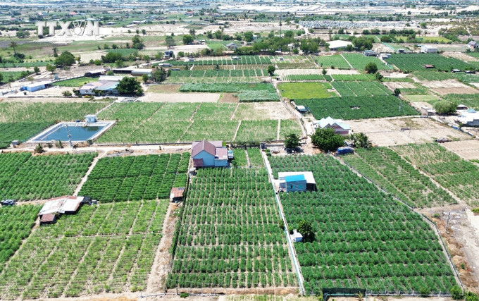 Mô hình trồng cây măng tây trên đất cát tại xã An Hải (Ninh Phước, Ninh Thuận) cho hiệu quả kinh tế cao. Ảnh: Nguyễn Thành – TTXVN vna_potal_ninh_thuan_day_manh_ho_tro_nong_dan_phat_trien_san_xuat_kinh_doanh_7438015.jpg