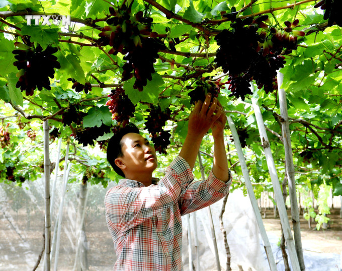 Nông dân sản xuất giỏi Nguyễn Đình Trí tại xã Nhơn Sơn (Ninh Sơn, Ninh Thuận) với mô hình trồng nho ngón tay đen không hạt NH04-102. Ảnh: Nguyễn Thành – TTXVN vna_potal_ninh_thuan_day_manh_ho_tro_nong_dan_phat_trien_san_xuat_kinh_doanh_7438023.jpg
