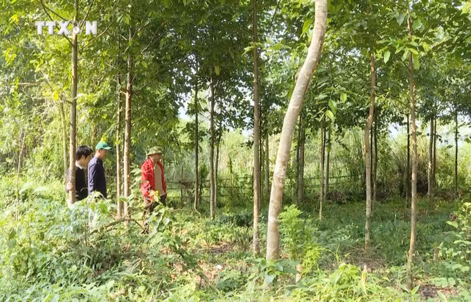 vna_potal_quang_binh_dam_me_phuc_hoi_nhung_canh_rung_cay_ban_dia_quy_hiem_6648365.jpg