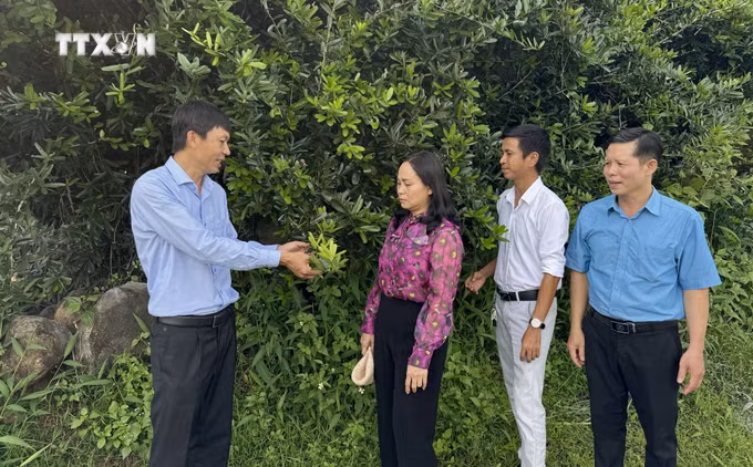 vna_potal_nong_dan_dong_nai_trong_cay_duoc_lieu_quy_o_vung_dat_kho_can_thu_tien_ty_moi_nam_7648122.jpg