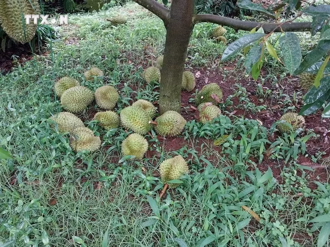 vna_potal_dak_lak_xay_ra_nhieu_vu_pha_hoai_vuon_cay_sau_rieng_cua_nguoi_dan_7487030.jpg