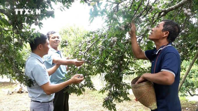 Vườn mận sạch của gia đình ông Trần Bá Đức tại thôn 8, xã Nghĩa Lộ, thị xã Nghĩa Lộ (Yên Bái). Ảnh: TTXVN phát vna_potal_hieu_qua_lien_ket_san_xuat_nong_san_tai_yen_bai__7549051.jpg