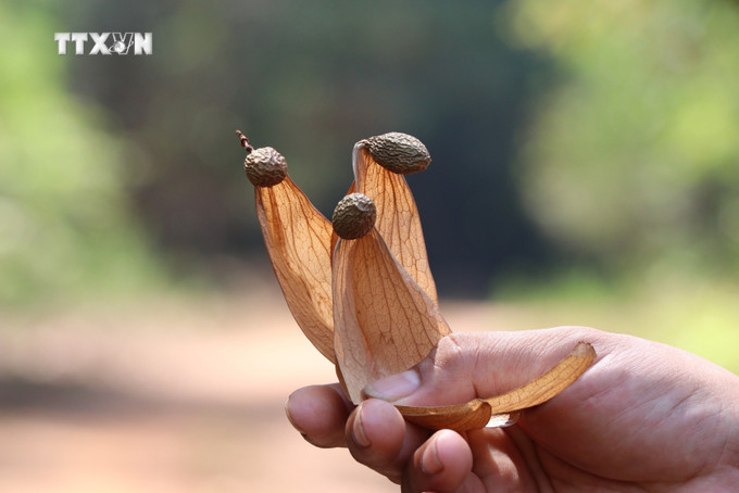 Trái ươi khi chín đổi sang màu đen, vàng rụng xuống đất tại khu vực rừng Vĩnh An, thuộc Khu bảo tồn thiên nhiên văn hóa Đồng Nai. Ảnh: Sỹ Tuyên - TTXVN vna_potal_dong_nai_cang_minh_bao_ve_quan_the_hon_7000_cay_uoi_7323131.jpg
