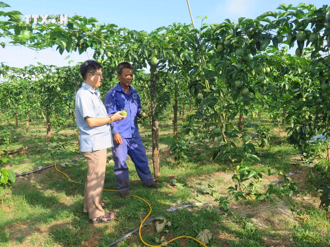 vna_potal_kon_tum_kho_trong_phat_trien_dien_tich_chanh_day_7716516.jpg