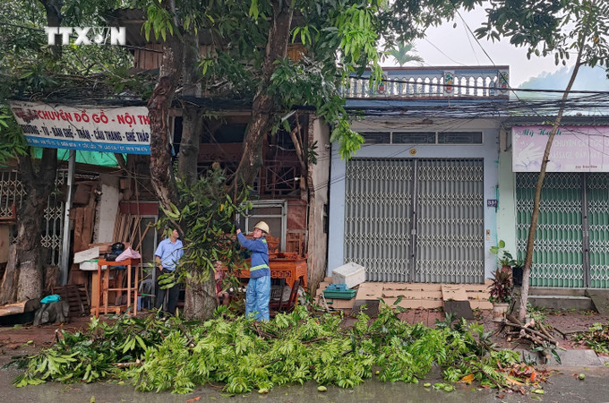 Nhiều cây xanh tại đường Điện Biên, phường Cốc Lếu bị gãy, bật gốc gây ách tắc giao thông nhiều giờ sáng 6/5/2024. Ảnh: Quốc Khánh - TTXVN vna_potal_dong_loc_mua_da_gay_ngap_ung_cay_xanh_gay_do_o_mot_so_tuyen_pho_tai_lao_cai_7361139.jpg