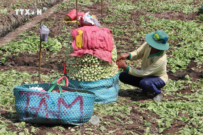 Thu hoạch rau màu tại xã Bình Tân, huyện Gò Công Tây. Ảnh: Minh Trí – TTXVN vna_potal_tien_giang_dua_rau_mau_xuong_ruong_ung_pho_han_man_giam_nhe_thien_tai_7361151.jpg