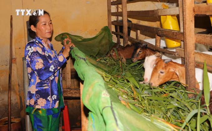vna_potal_soc_trang_nang_cao_chat_luong_nguon_von_tin_dung_chinh_sach__7414066.jpg