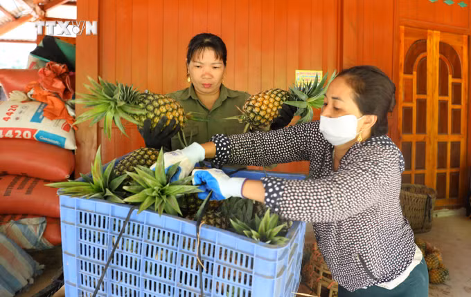 vna_potal_cay_dua_mat_giup_nguoi_mong_o_vung_bien_gioi_dien_bien_thoat_ngheo_7467372.jpg