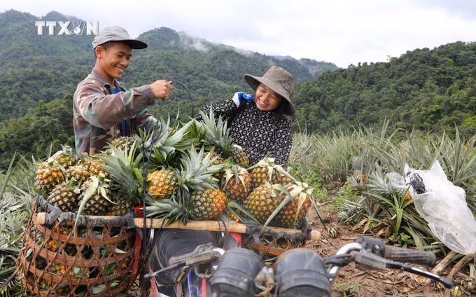 vna_potal_cay_dua_mat_giup_nguoi_mong_o_vung_bien_gioi_dien_bien_thoat_ngheo_7467377.jpg
