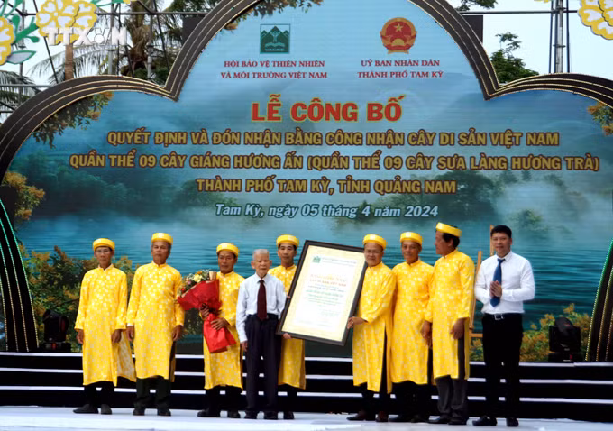 vna_potal_quan_the_9_cay_sua_lang_huong_tra_tai_quang_nam_duoc_cong_nhan_cay_di_san_viet_nam_7308531.jpg
