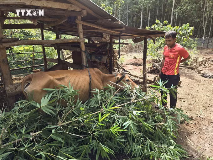 vna_potal_“chia_khoa”_cho_su_phat_trien_vung_dan_toc_thieu_so_tai_kon_tum_7662054.jpg