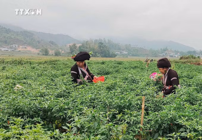 vna_potal_khat_vong_thoat_ngheo_cua_huyen_vung_cao_tam_duong_lai_chau_7611353.jpg