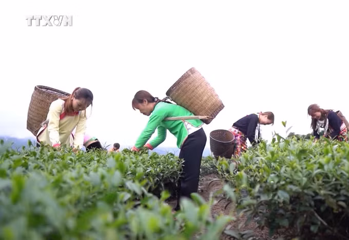 vna_potal_khat_vong_thoat_ngheo_cua_huyen_vung_cao_tam_duong_lai_chau_7611375.jpg