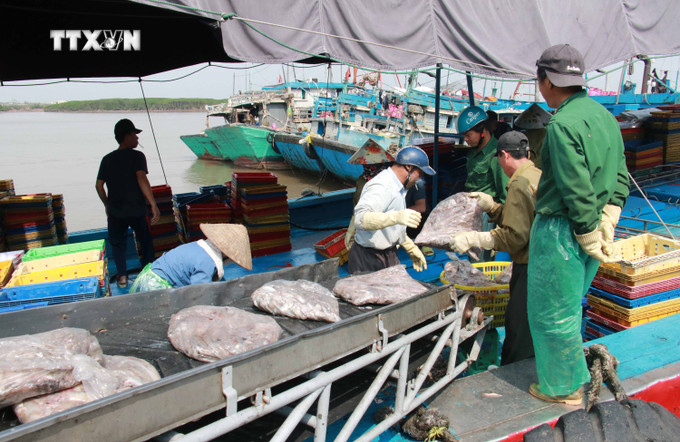 Chuyển thuỷ sản từ tàu vào bờ tại cảng cá Ninh Cơ (huyện Hải Hậu, tỉnh Nam Định). Ảnh: Công Luật - TTXVN vna_potal_nam_dinh_san_luong_thuy_san_tang_31_7314505.jpg