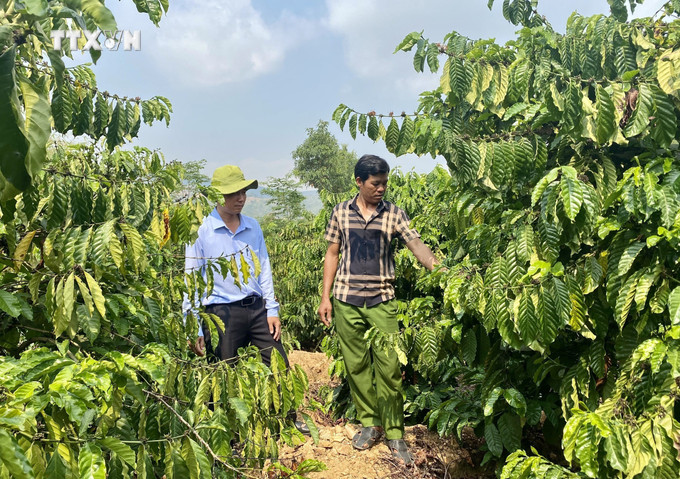 Người dân tộc thiểu số tại huyện Sa Thầy (Kon Tum) trồng cây công nghiệp để nâng cao thu nhập. Ảnh: Khoa Chương - TTXVN vna_potal_vung_dan_toc_thieu_so_tai_kon_tum_vuon_minh_khoi_sac_7376572.jpg