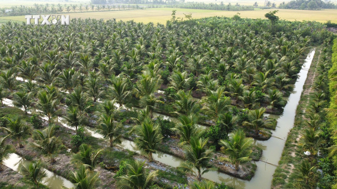 Diện tích trồng dừa tại xã Lương Hòa (Châu Thành, Trà Vinh). Ảnh: Thanh Hòa - TTXVN vna_potal_tra_vinh_co_gan_28000ha_dien_tich_trong_dua_7268341 (2).jpg