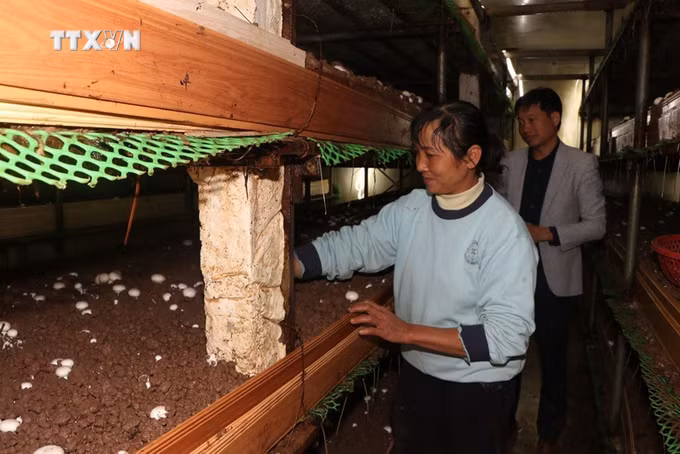 vna_potal_cac_co_so_san_xuat_san_pham_ocop_cua_hai_duong_tat_bat_vu_tet_7205806.jpg
