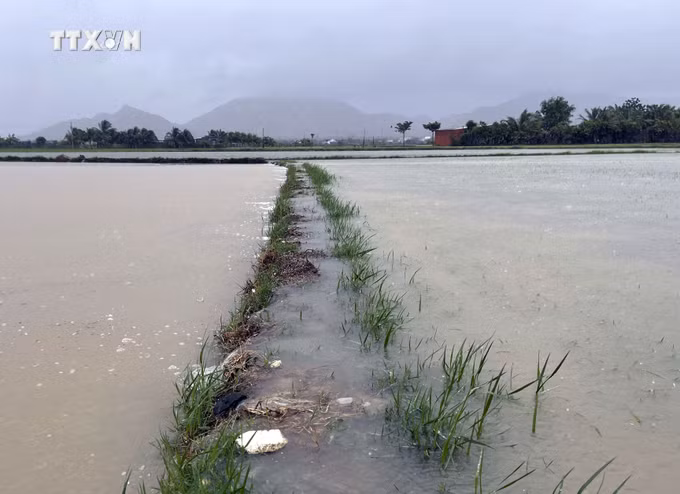 vna_potal_mua_lon_keo_dai_lam_nhieu_vung_trung_thap_o_ninh_thuan_bi_ngap_sau_7757495.jpg