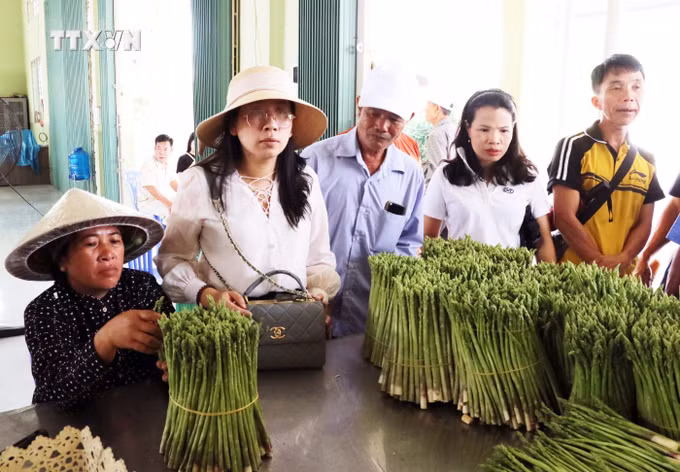 vna_potal_ninh_thuan_hoan_thien_thi_diem_huong_den_nhan_rong_mo_hinh_hop_tac_xa_kieu_moi_7600047 (1).jpg