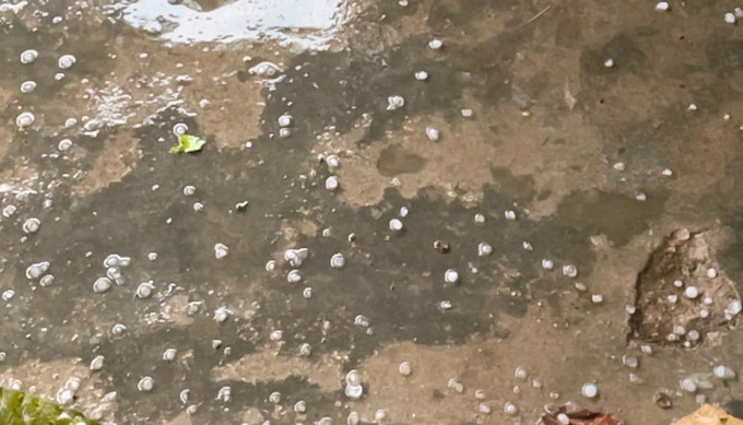 Mưa đá xuất hiện tại xã Trà Mai vào chiều 18/4. Ảnh: baoquangnam.vn muadaQuangNam.jpeg