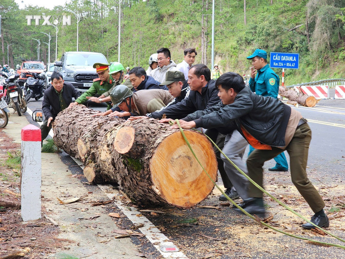 Một cây thông cổ thụ bên phía taluy âm có chiều cao hàng chục mét, đường kính thân cây khoảng 80cm bật gốc, đổ chắn ngang hoàn toàn tuyến đèo. Ảnh: TTXVN phát vna_potal_an_toan_giao_thong_thong_co_thu_do_chan_ngang_gay_ach_tac_tren_deo_prenn_lam_dong_7676730.jpg