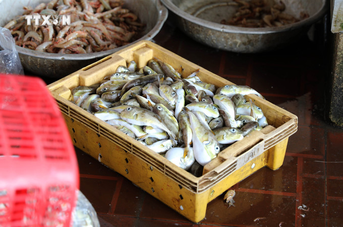 Những khay cá nóc được bày bán cho tiểu thương tại Cảng cá Lạch Vạn (huyện Diễn Châu, tỉnh Nghệ An). Ảnh: Xuân Tiến - TTXVN vna_potal_bao_dong_tinh_trang_nguoi_dan_mien_bien_nghe_an_van_su_dung_ca_noc_trong_bua_an_hang_ngay_7674092.jpg