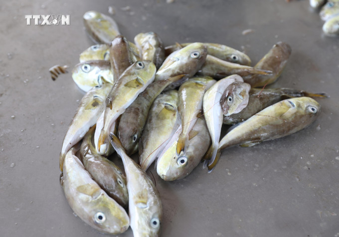 Cá nóc được coi là loại sinh vật có xương sống độc thứ 2 trên thế giới, chỉ sau ếch độc phi tiêu vàng. Ảnh: Xuân Tiến - TTXVN vna_potal_bao_dong_tinh_trang_nguoi_dan_mien_bien_nghe_an_van_su_dung_ca_noc_trong_bua_an_hang_ngay_7674082.jpg