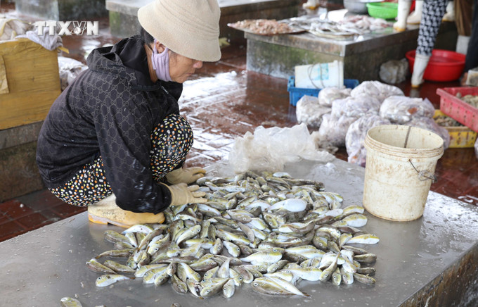 Tiểu thương bày bán cá nóc với số lượng nhiều trên các sạp tại Cảng cá Lạch Vạn (xã Diễn Ngọc, huyện Diễn Châu, Nghệ An). Ảnh: Xuân Tiến - TTXVN vna_potal_bao_dong_tinh_trang_nguoi_dan_mien_bien_nghe_an_van_su_dung_ca_noc_trong_bua_an_hang_ngay_7674088.jpg