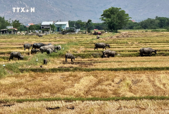Người dân xã Xuân Hải (huyện Ninh Hải, tỉnh Ninh Thuận) di chuyển đàn trâu tới những chân ruộng vừa thu hoạch để chăn thả. Ảnh: Nguyễn Thành – TTXVN vna_potal_ninh_thuan_tang_cuong_bao_ve_dan_gia_suc_trong_mua_kho_han_nam_2024_7339330.jpg