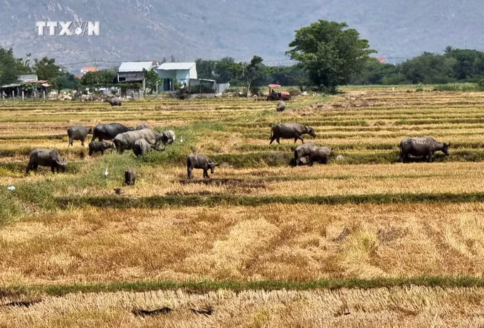 vna_potal_ninh_thuan_tang_cuong_bao_ve_dan_gia_suc_trong_mua_kho_han_nam_2024_7339330.jpg