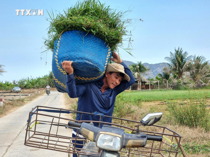 Người chăn nuôi ở xã Xuân Hải (huyện Ninh Hải, tỉnh Ninh Thuận) cắt cỏ tươi bổ sung thức ăn xanh cho gia súc trong mùa khô 2024. Ảnh: Nguyễn Thành – TTXVN vna_potal_ninh_thuan_tang_cuong_bao_ve_dan_gia_suc_trong_mua_kho_han_nam_2024_7339332.jpg