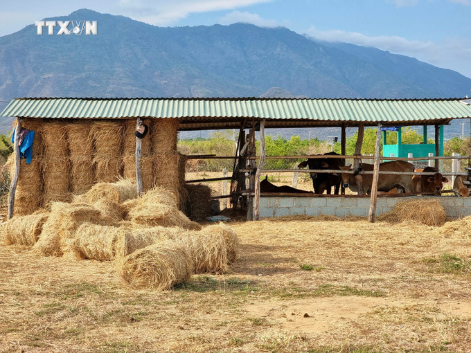 Người dân Ninh Thuận mua rơm cuộn dự trữ làm thức ăn bổ sung cho đàn bò trong mùa khô 2024. Ảnh: Nguyễn Thành – TTXVN vna_potal_ninh_thuan_tang_cuong_bao_ve_dan_gia_suc_trong_mua_kho_han_nam_2024_7339331.jpg
