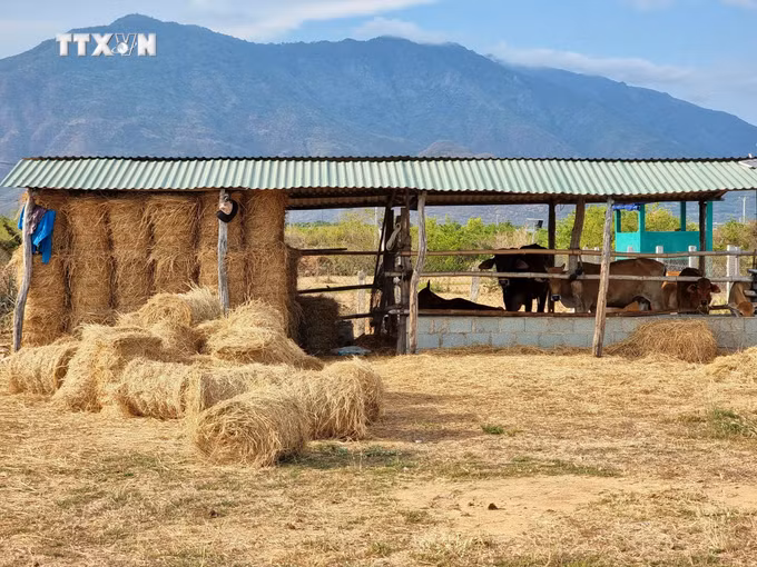 vna_potal_ninh_thuan_tang_cuong_bao_ve_dan_gia_suc_trong_mua_kho_han_nam_2024_7339331.jpg