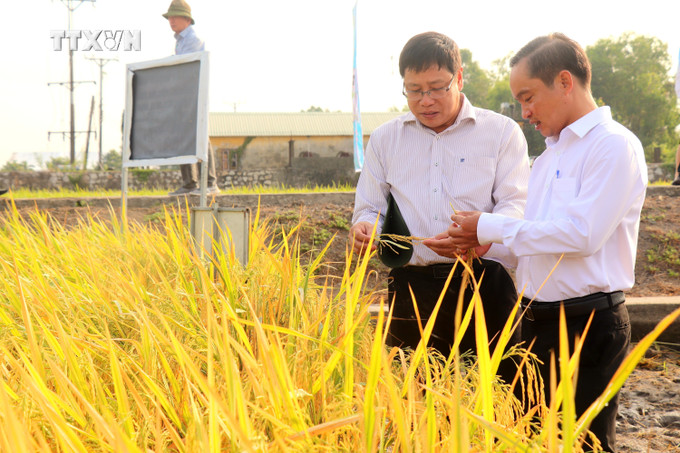 Ông Trần Ngọc Thạch (trái), Viện trưởng Viện Lúa Đồng bằng sông Cửu Long, giới thiệu giống lua mới. Ảnh: Thu Hiền - TTXVN vna_potal_vien_lua_dong_bang_song_cuu_long_trinh_dien_gioi_thieu_trinh_dien_gioi_thieu_20_giong_lua_7233251.jpg