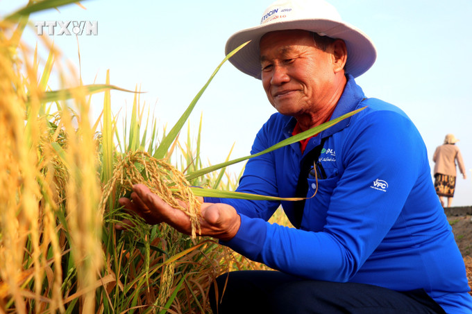 Ông Nguyễn Văn Bé, huyện Vũng Liêm, tỉnh Vĩnh Long, tìm hiểu về giống lúa OM5451. Ảnh: Thu Hiền - TTXVN vna_potal_vien_lua_dong_bang_song_cuu_long_trinh_dien_gioi_thieu_trinh_dien_gioi_thieu_20_giong_lua_7233246.jpg