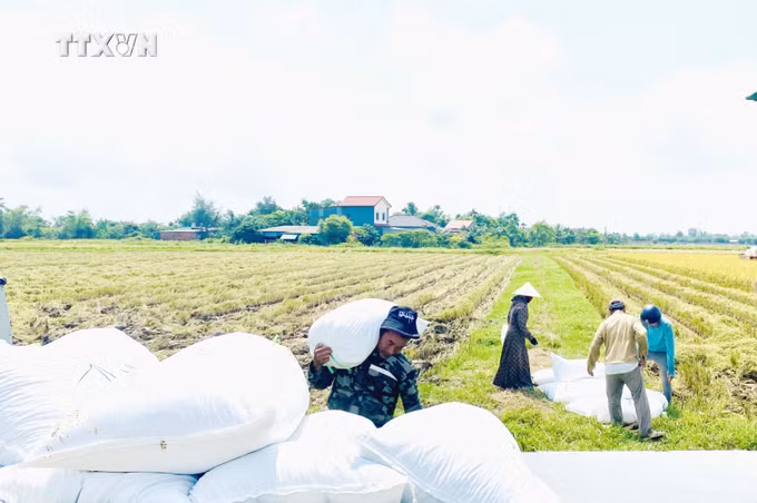 vna_potal_nhieu_loi_ich_khi_san_xuat_lua_theo_huong_huu_co_o_ha_tinh_7385115.jpg