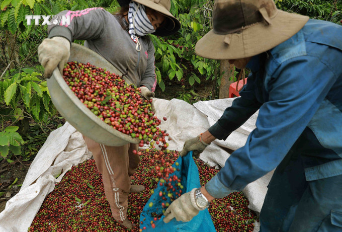 Nông dân Lê Văn Cường, thôn Dốc Du, xã Nâm Nung, huyện Krông Nô (tỉnh Đắk Nông) thu hoạch cà phê. Ảnh: Vũ Sinh - TTXVN vna_potal_dak_nong_dinh_huong_phat_trien_ca_phe_dac_san_6460461.jpg