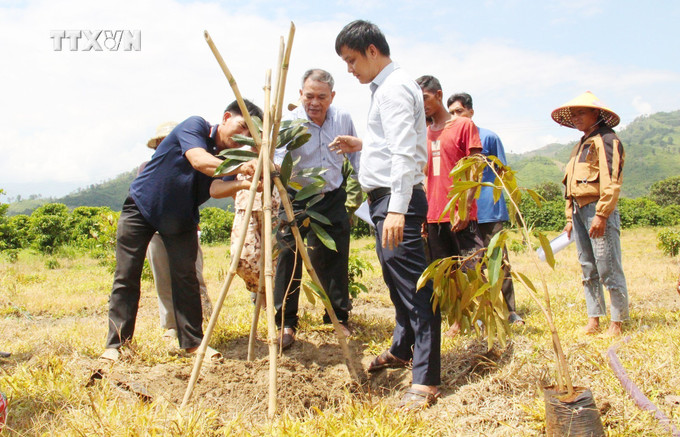 Đảng ủy Khối Các cơ quan và doanh nghiệp tỉnh Đắk Lắk tặng cây giống cho nhân dân buôn kết nghĩa Liêng Krắk, xã Krông Nô, huyện Lắk. Ảnh: Hoài Thu – TTXVN vna_potal_dak_lak_20_nam_ket_nghia_buon_lang_tham_tinh_doan_ket_7574799.jpg