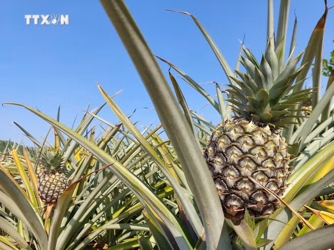 vna_potal_nong_dan_huyen_vung_sau_krong_bong_dak_lak_ky_vong_phat_trien_tu_cay_dua___7334347 (1).jpg