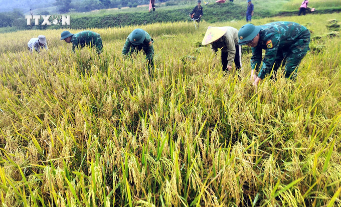 Cán bộ chiến sỹ Đồn Biên phòng Cà Xèng (Quảng Bình) hỗ trợ đồng bào Rục thu hoạch lúa. Ảnh: Tá Chuyên - TTXVN vna_potal_quang_binh_bo_doi_bien_phong_giup_dong_bao_ruc_thu_hoach_lua__7375840.jpg