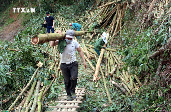 Trồng rừng mang lại nguồn thu nhập cao cho người dân xã Trung Minh (Yên Sơn, Tuyên Quang). Ảnh: Quang Cường – TTXVN vna_potal_doi_thay_vung_dat_atk_yen_son_tuyen_quang_7187506.jpg