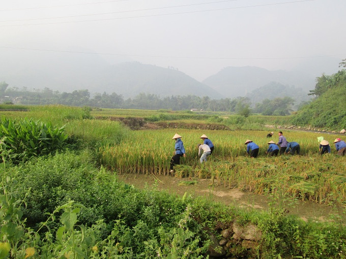 Nhân dân xã Tả Phời tích cực lao động sản xuất. Ảnh: laocai.gov.vn ta-phoi-1.jpg