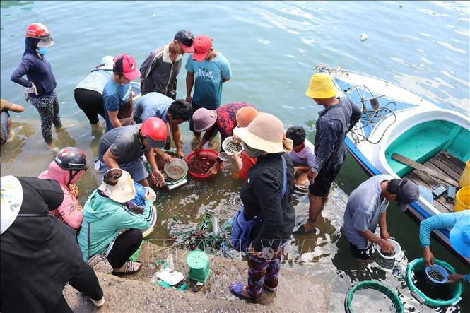 Nhộn nhịp cảnh mua bán cá dìa giống trên bờ biển. Ảnh: Nguyễn Thành – TTXVN