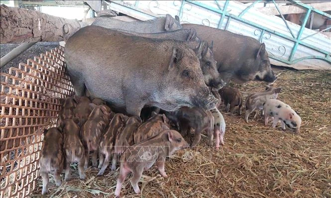 Hiệu quả kinh tế cao từ mô hình nuôi lợn sọc dưa