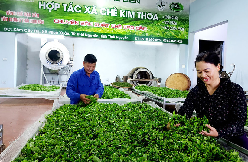 Chế biến chè tại HTX chè Kim Thoa, xã Phúc Xuân, thành phố Thái Nguyên, tỉnh Thái Nguyên. Ảnh: baothainguyen.vn